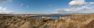 Restored bog