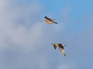Two curlews on Marches Mosses