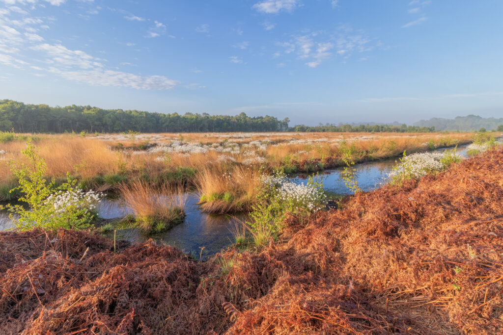 Lowland fen  The Wildlife Trusts