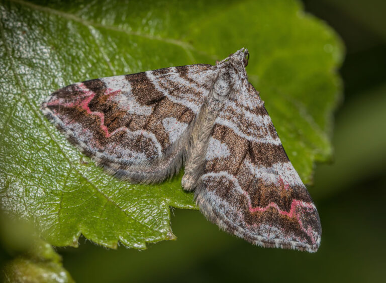 Manchester Moth The Meres and Mosses