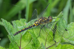 Female White-faced Darter Dragonfly