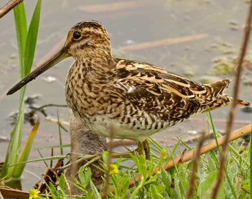 Snipe on Marches Mosses